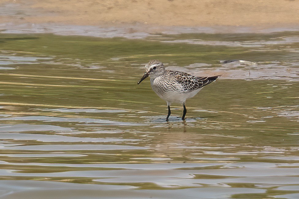 コシジロウズラシギ - ML643604575