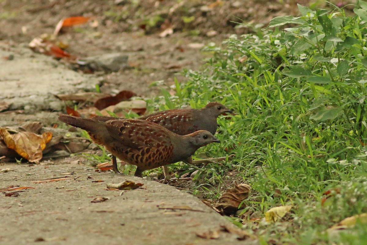 taiwanbambushøne - ML643604604