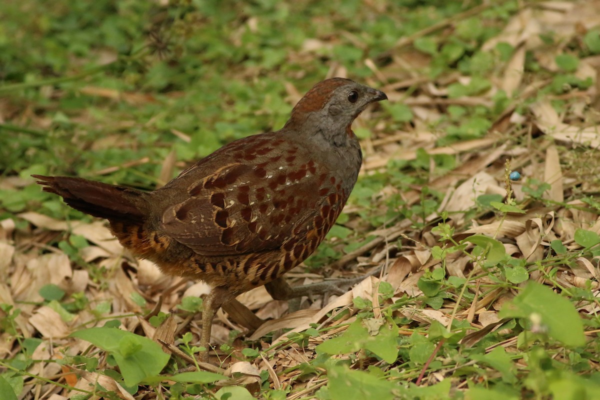 taiwanbambushøne - ML643604606