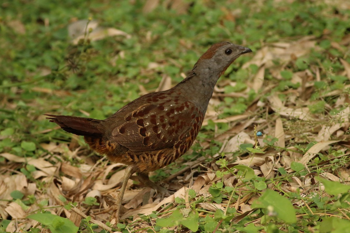 taiwanbambushøne - ML643604607