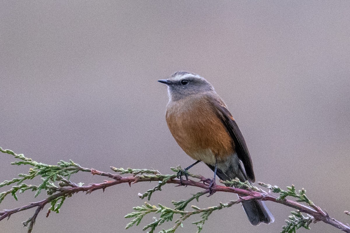 Brown-backed Chat-Tyrant - ML643604610