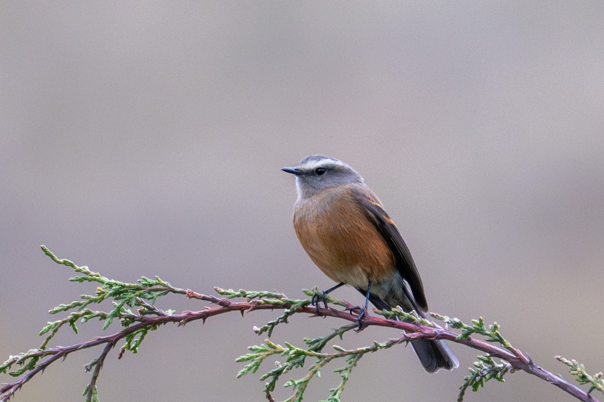 Brown-backed Chat-Tyrant - ML643604611