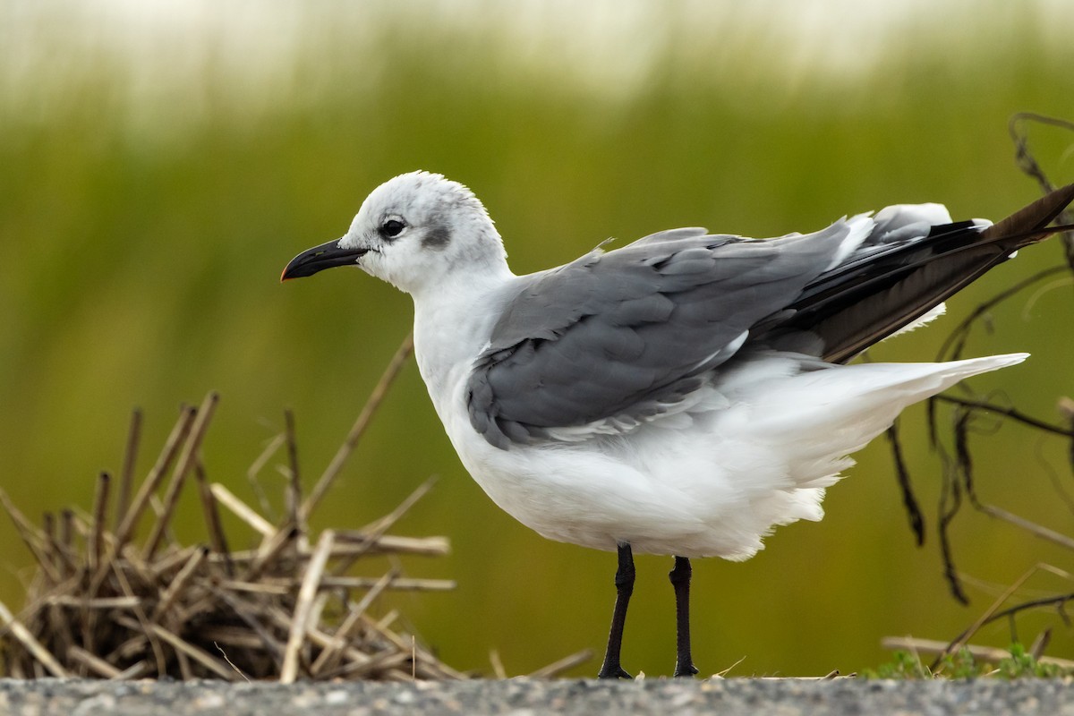 Laughing Gull - ML643604617