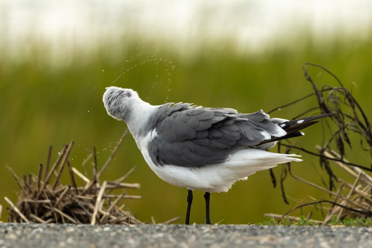 Laughing Gull - ML643604621