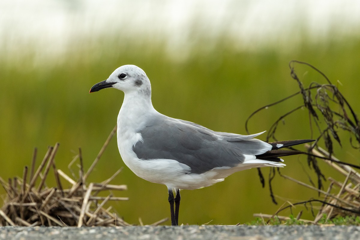 Laughing Gull - ML643604622