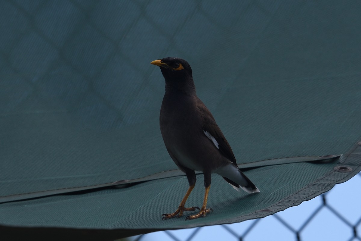 Тольт бор тодол - ML643604623