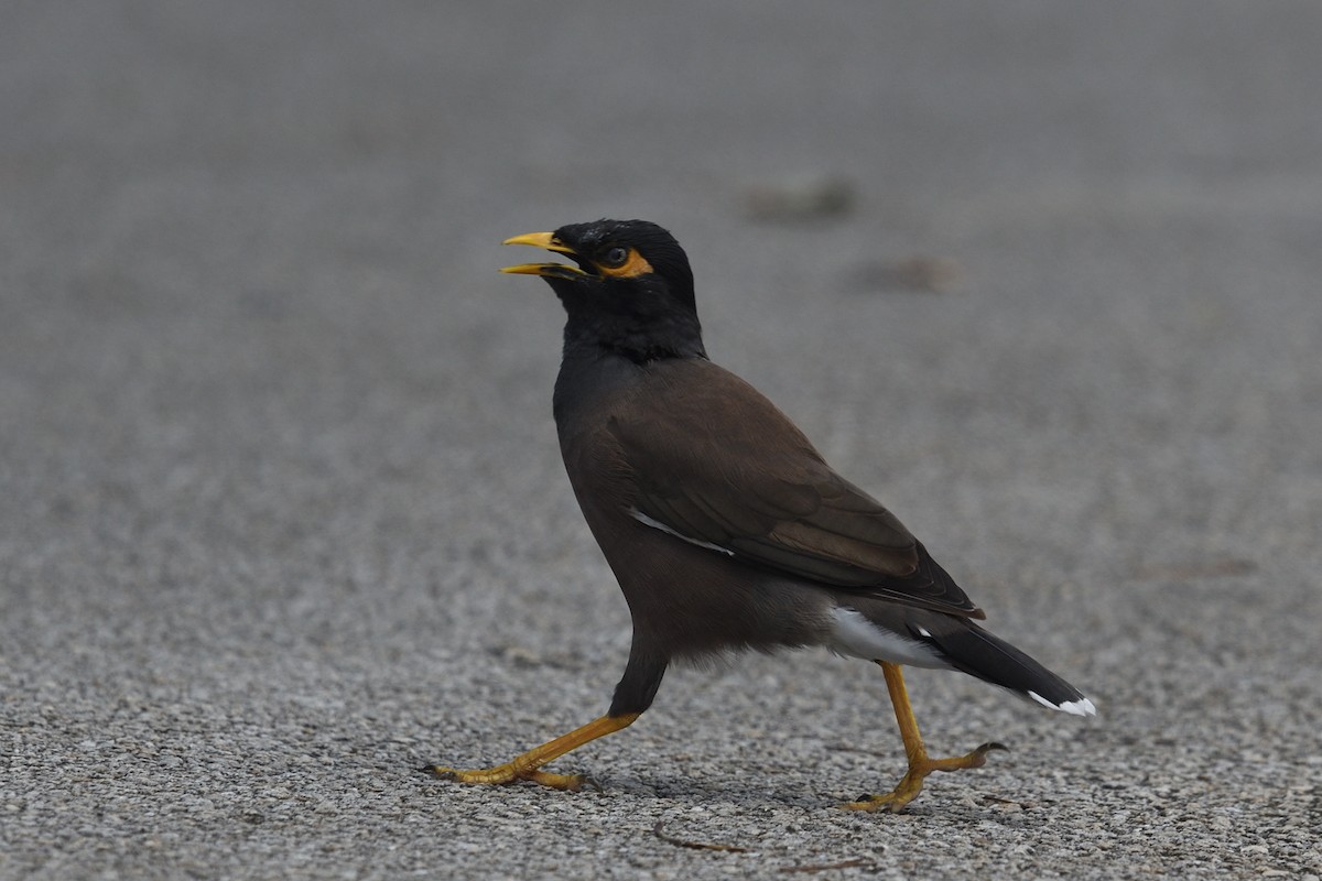 Тольт бор тодол - ML643604626