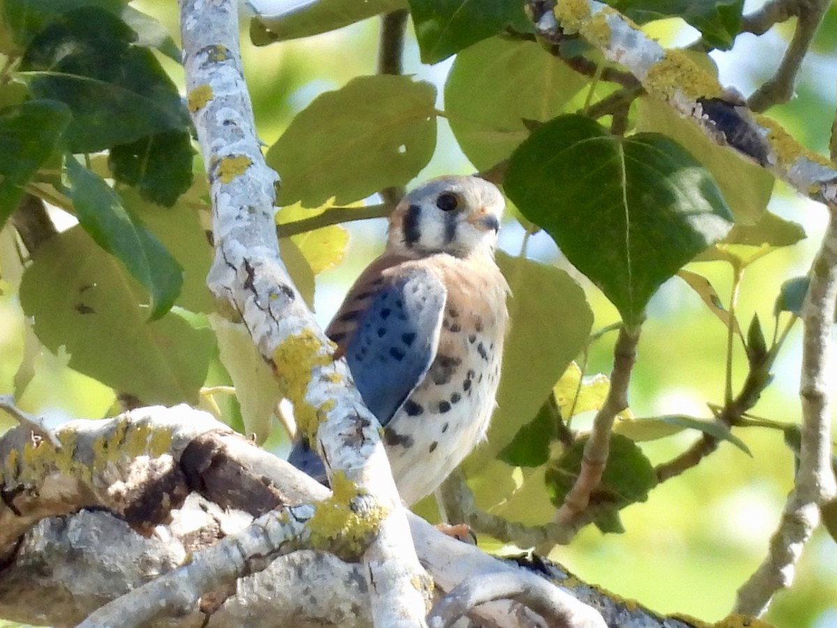 spurvefalk - ML643604628