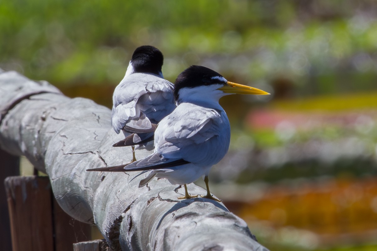 Yellow-billed Tern - ML643604634