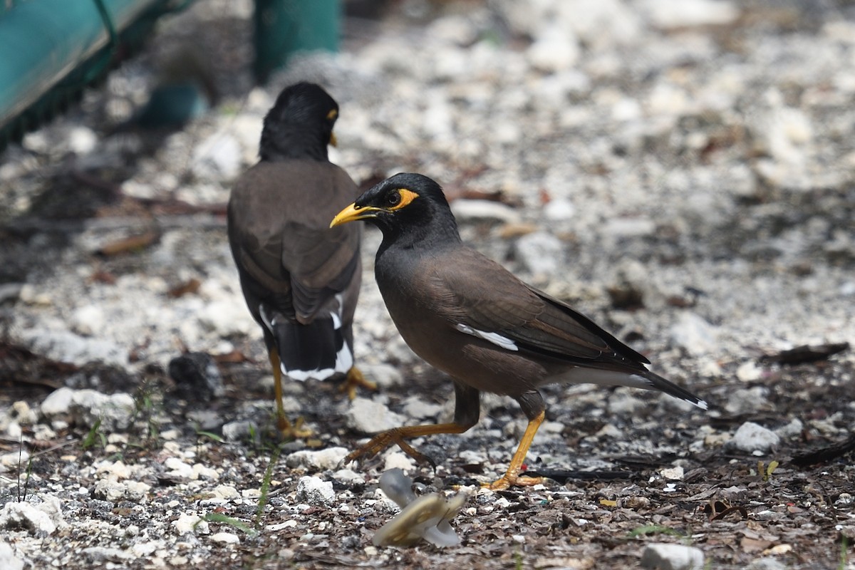 Тольт бор тодол - ML643604640