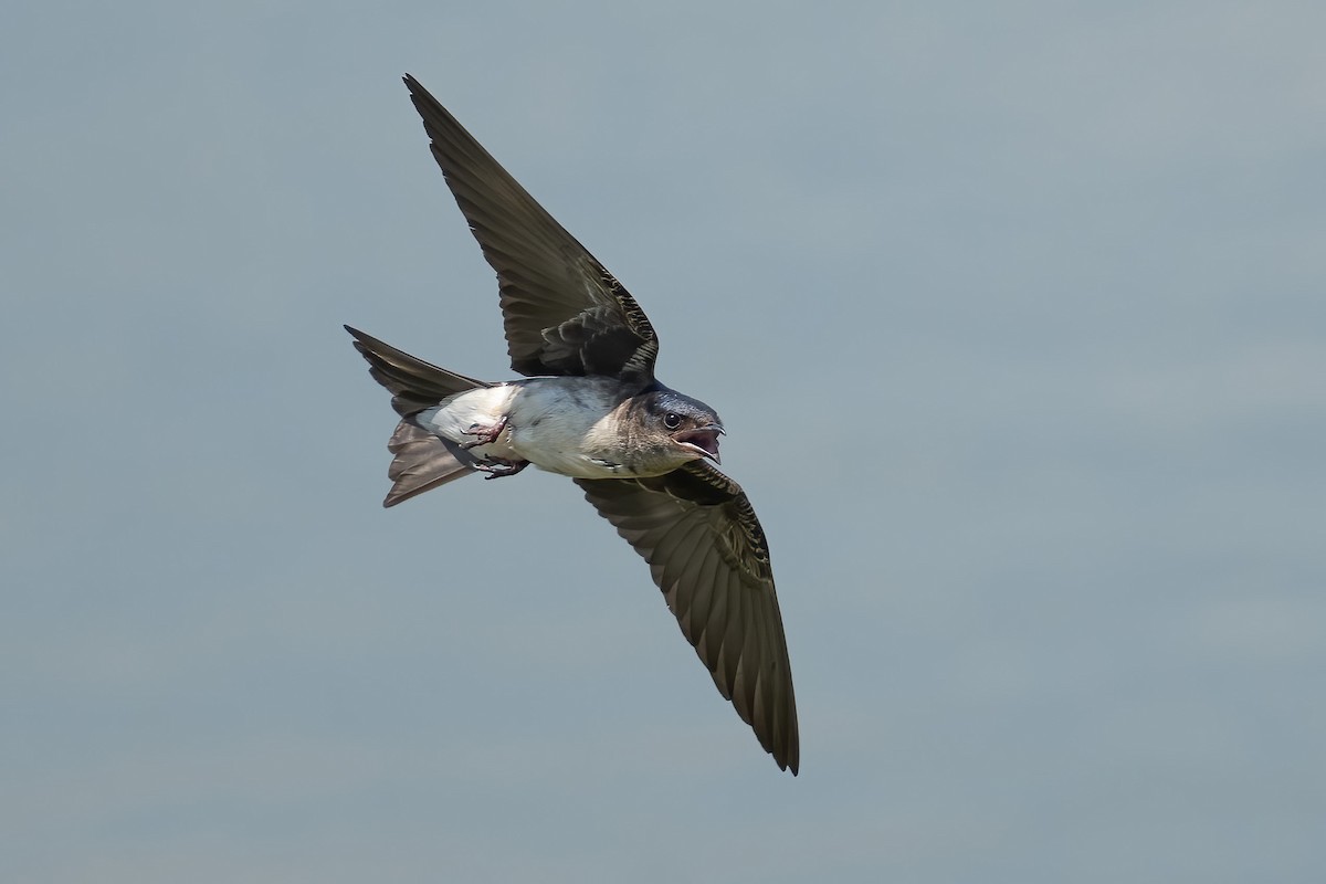 ハイムネムラサキツバメ - ML643604647