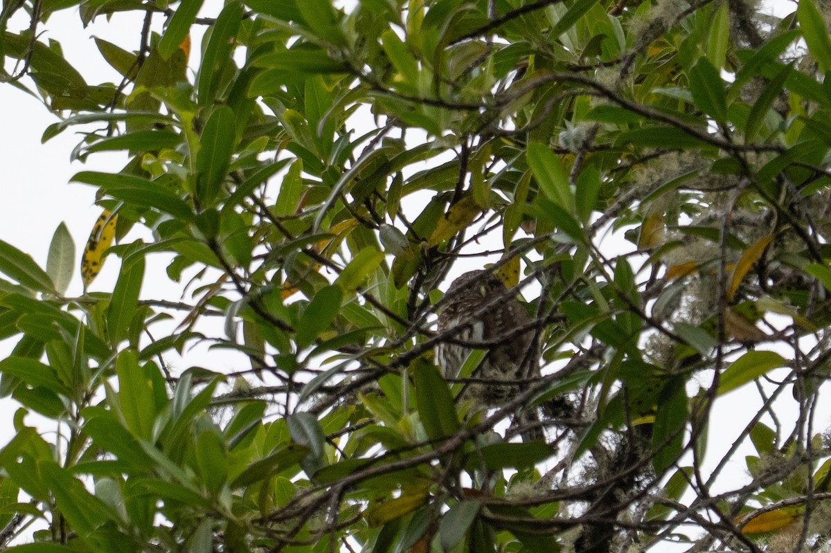 Yungas Pygmy-Owl - ML643604655