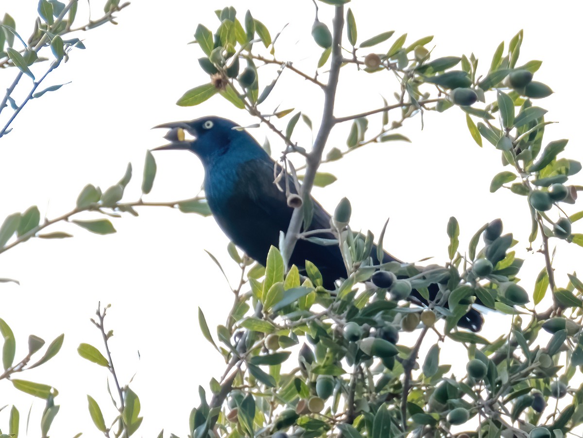 Common Grackle - ML643604672