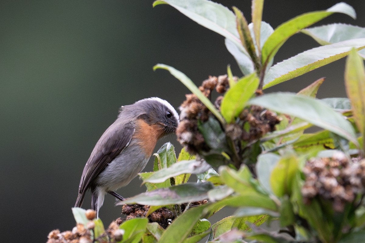 Rufous-breasted Chat-Tyrant - ML643604686