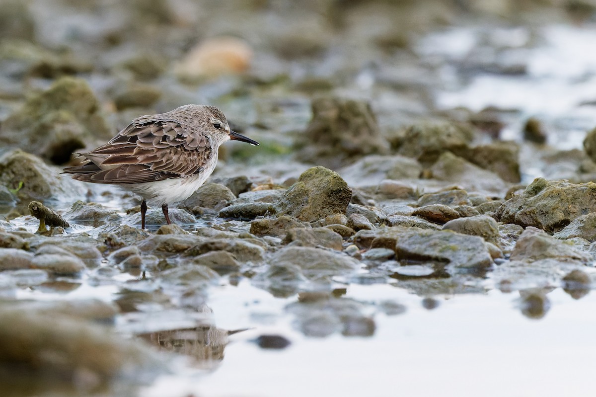 White-rumped Sandpiper - ML643604687