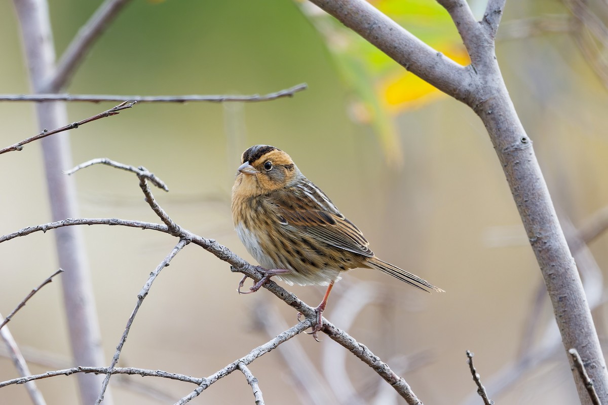 Nelson's Sparrow - ML643604694