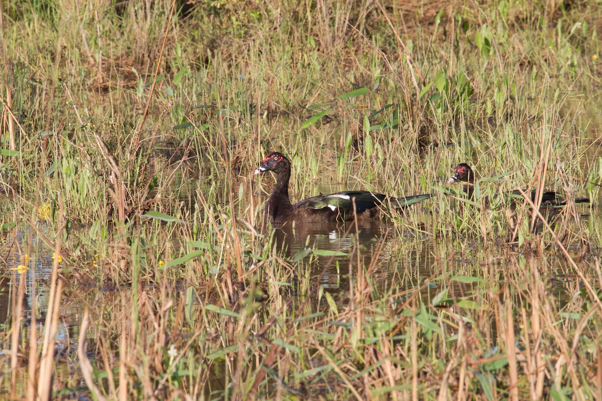 Muscovy Duck - ML643604739