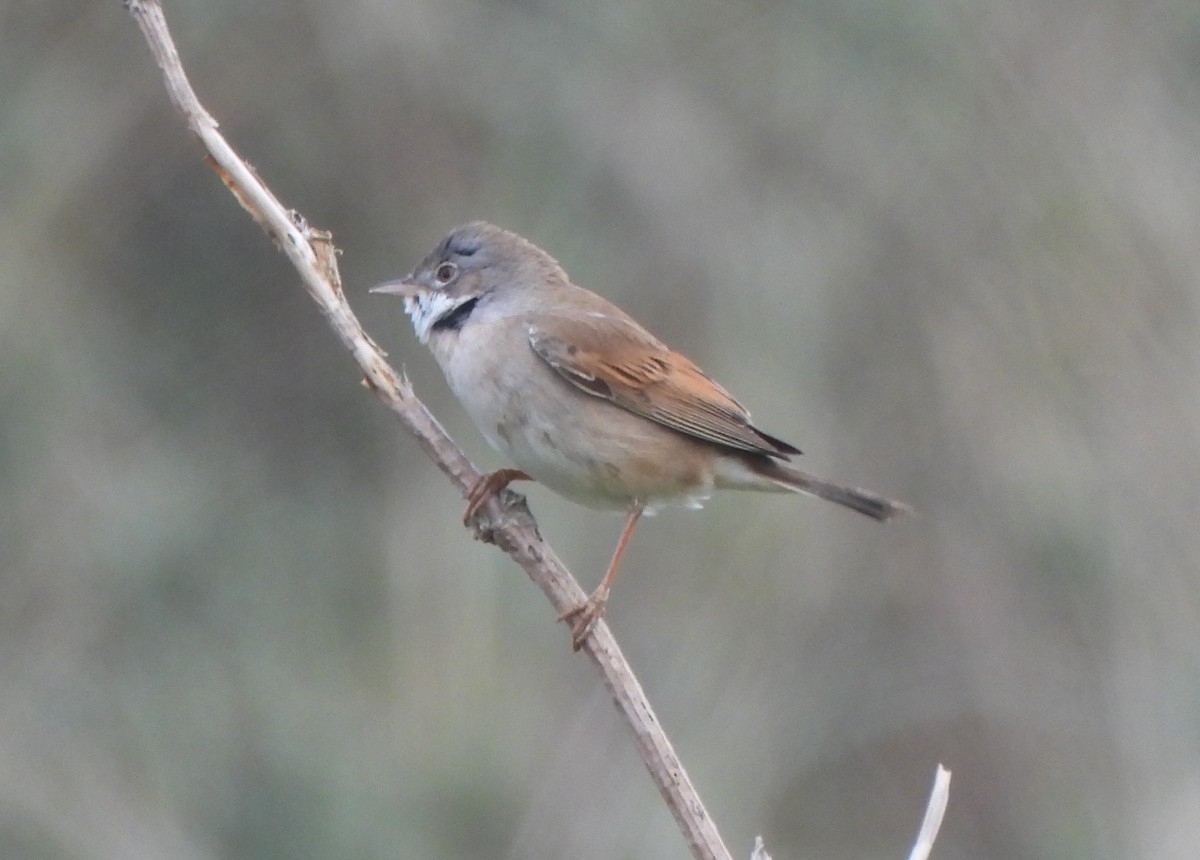 סבכי קוצים - ML643604750
