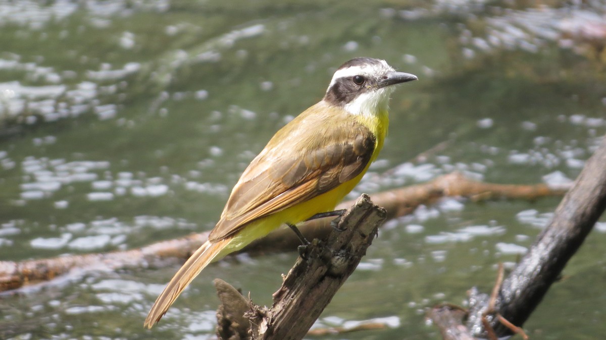 Lesser Kiskadee - ML643604754