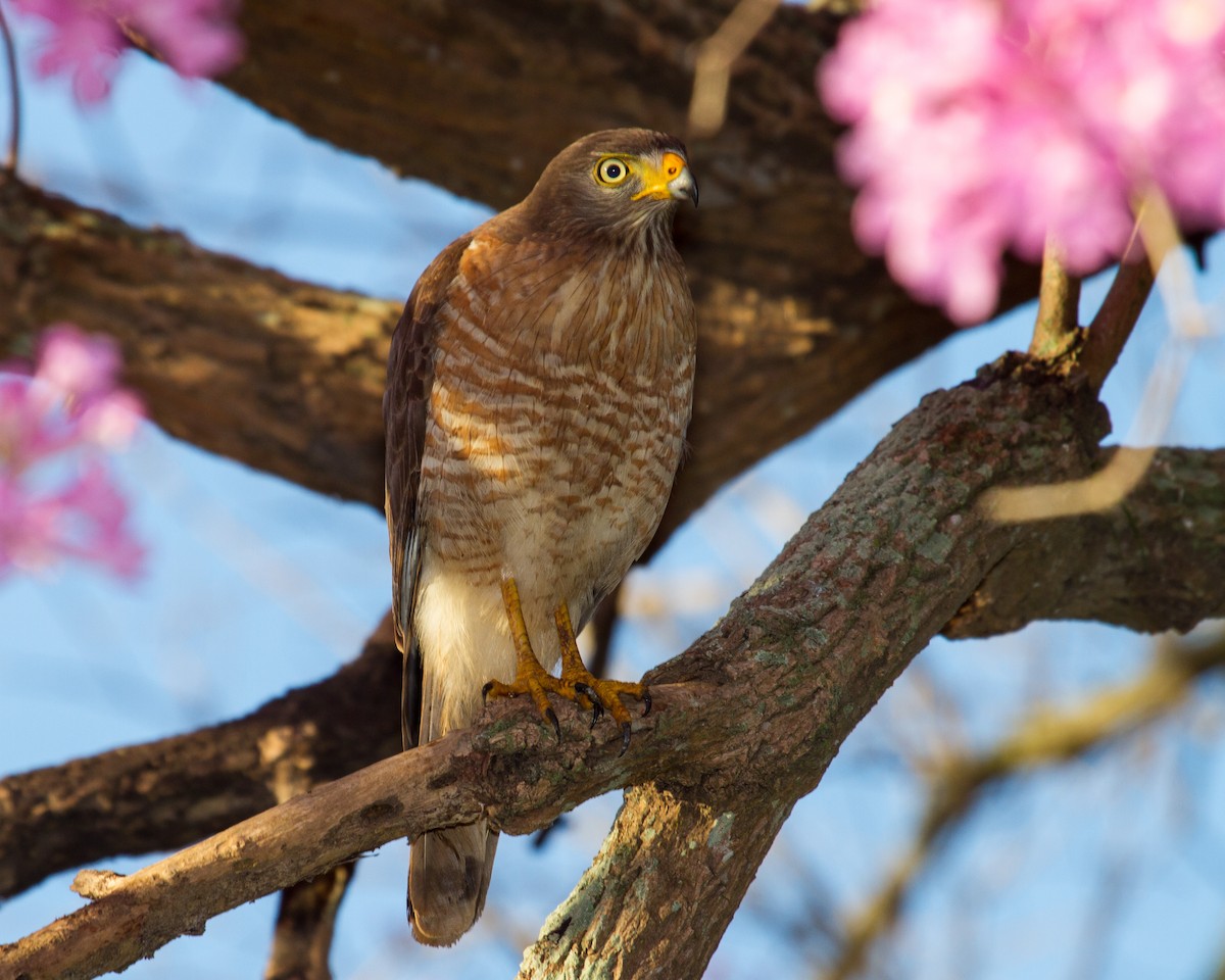 Roadside Hawk - ML643604761