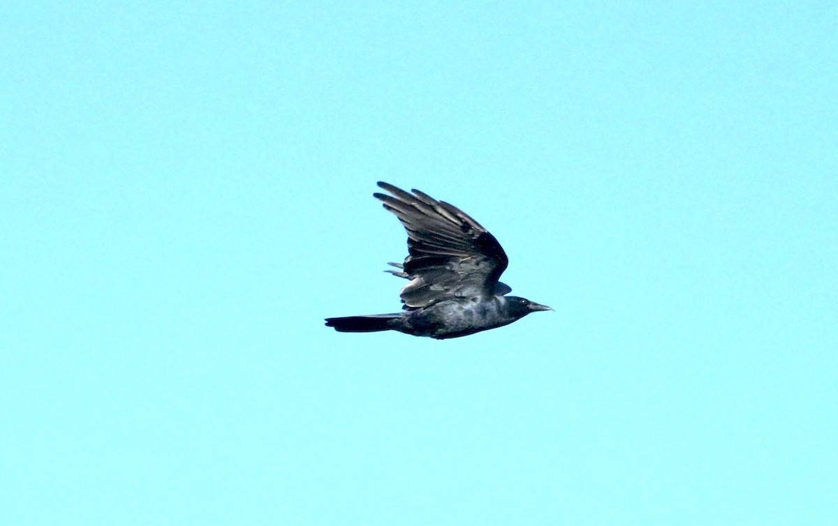 Fish Crow - ML643604764