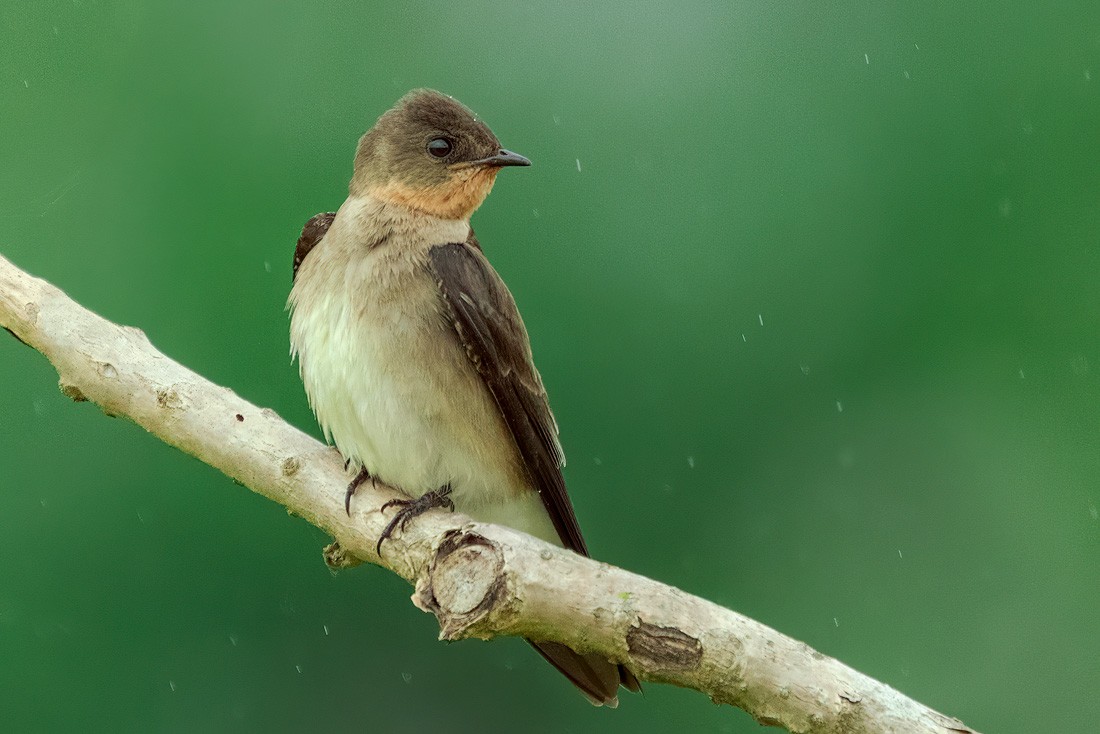 Southern Rough-winged Swallow - ML643604765