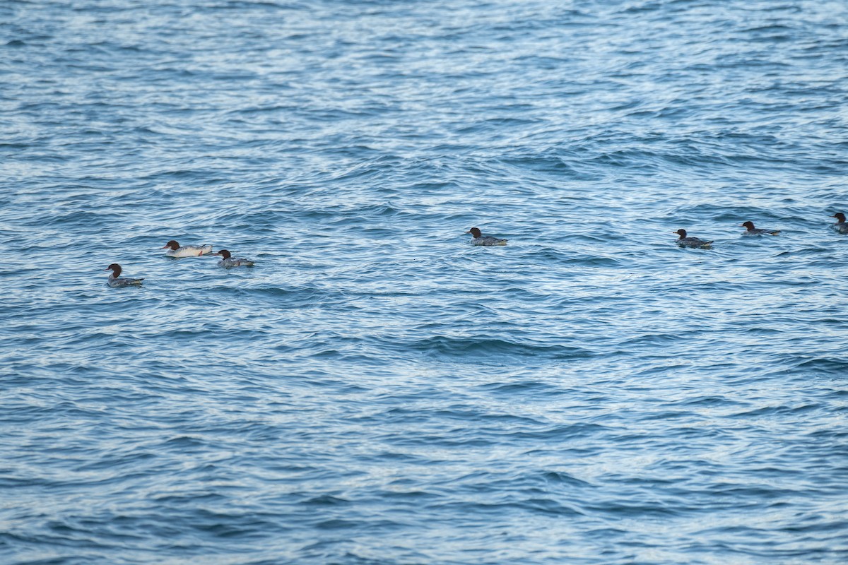 Smergo maggiore - ML643604767