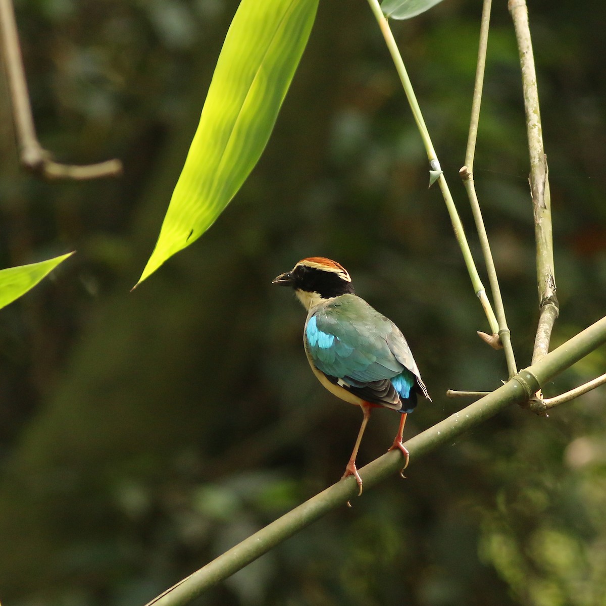 Fairy Pitta - ML643604776