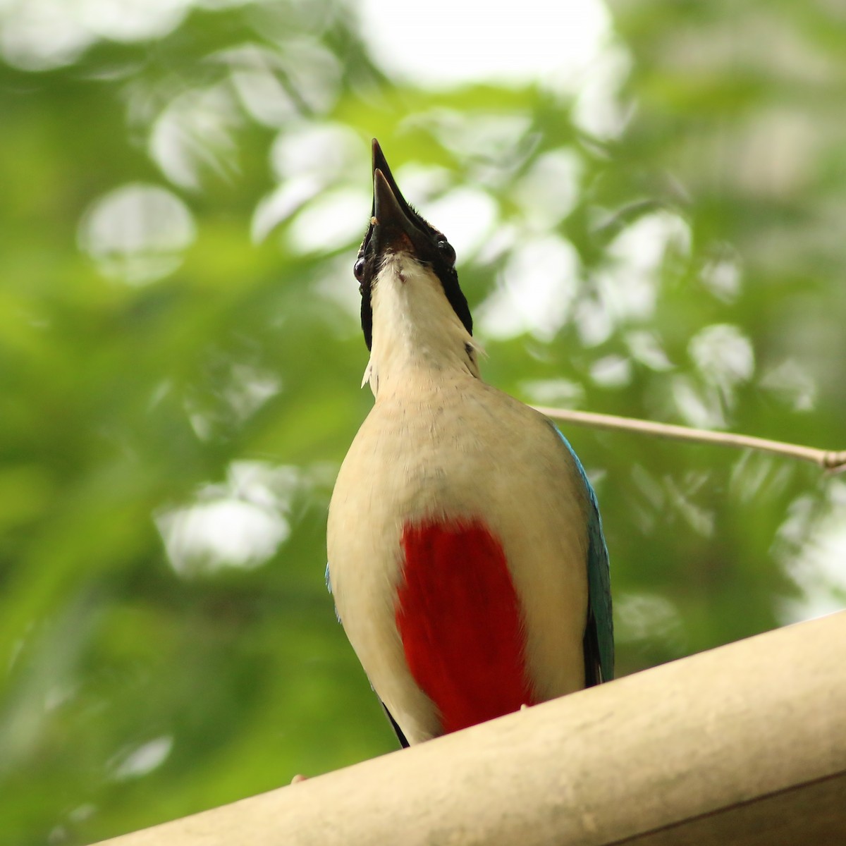 Fairy Pitta - ML643604777