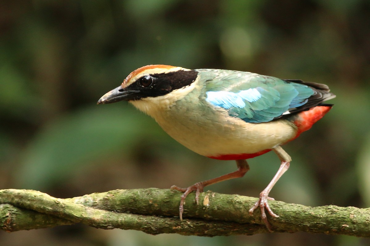 Fairy Pitta - ML643604778