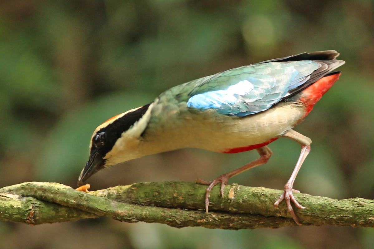 Fairy Pitta - ML643604779