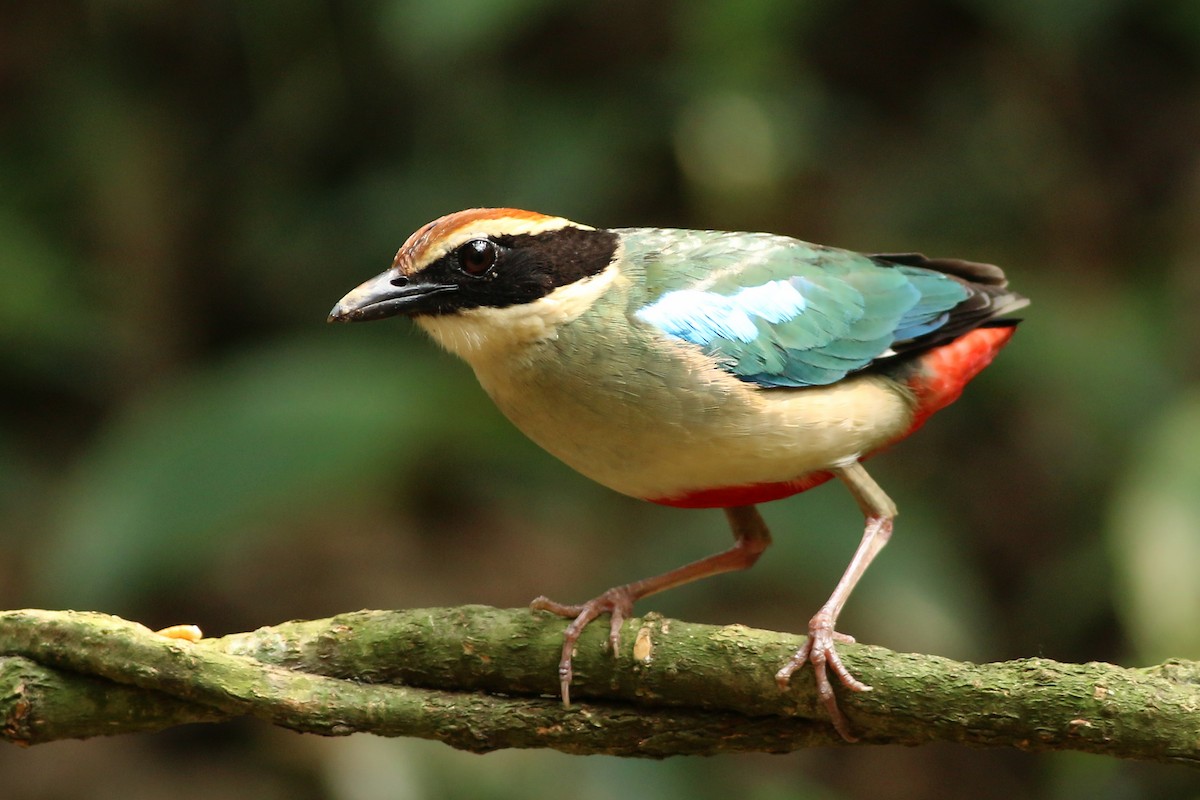 Fairy Pitta - ML643604780