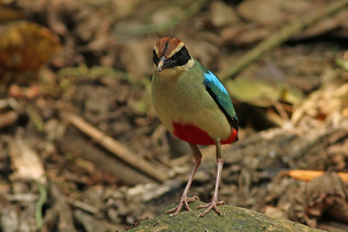 Fairy Pitta - ML643604781