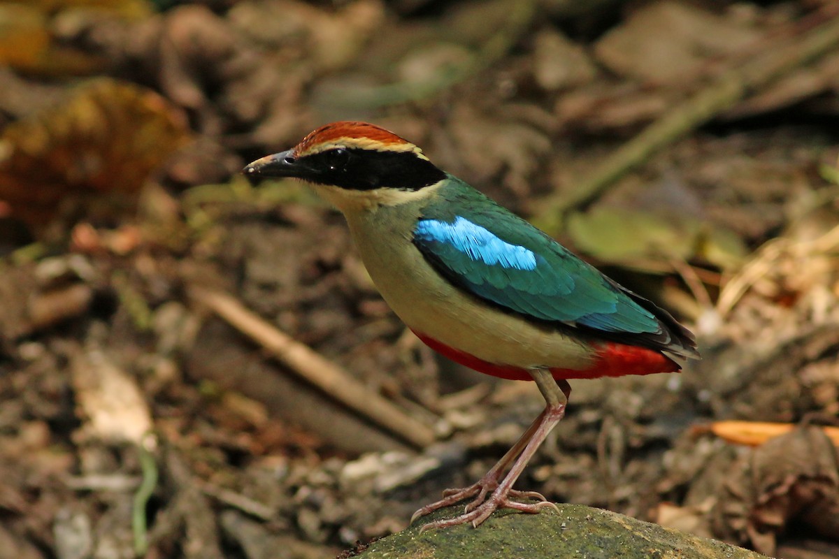 Fairy Pitta - ML643604782