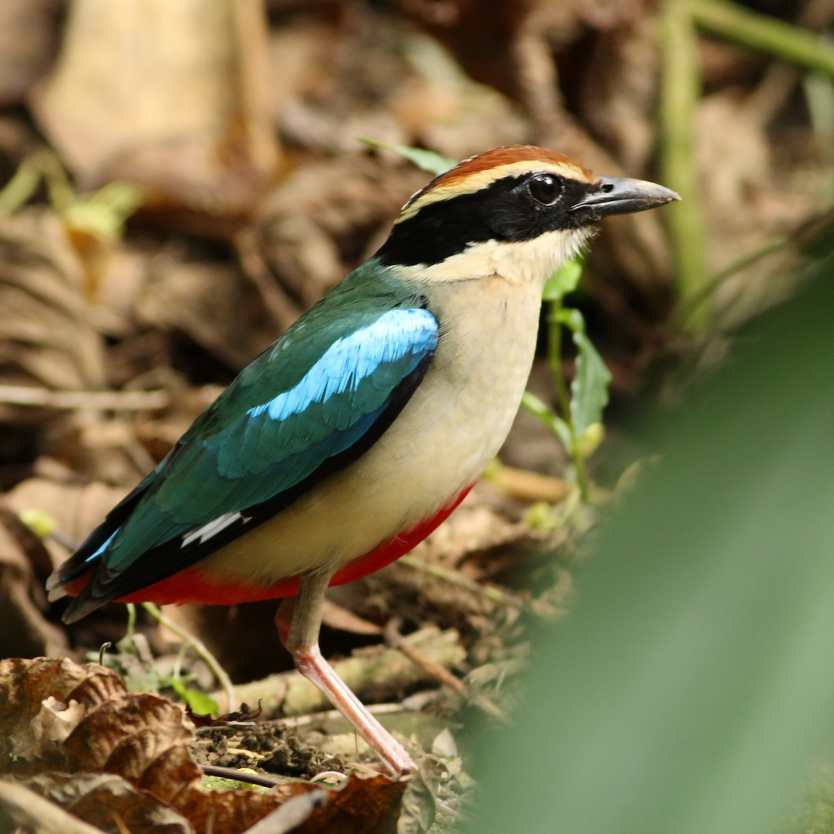 Fairy Pitta - ML643604784