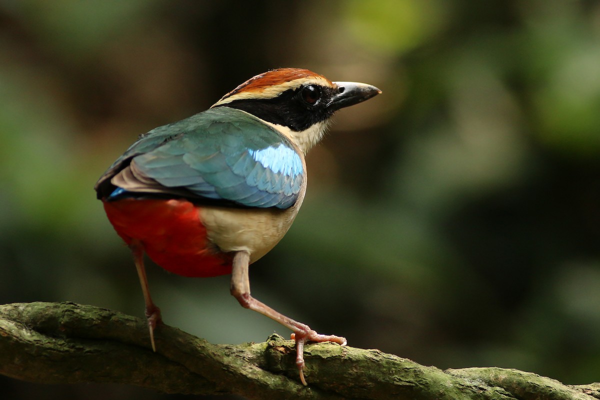 Fairy Pitta - ML643604785