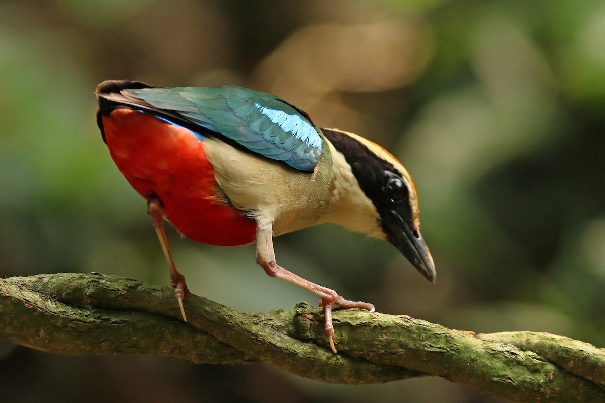 Fairy Pitta - ML643604787