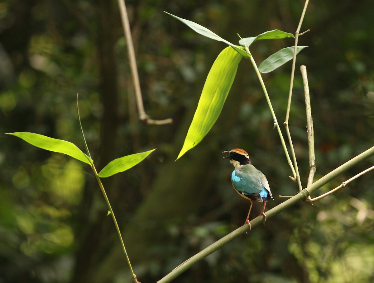 Fairy Pitta - ML643604788