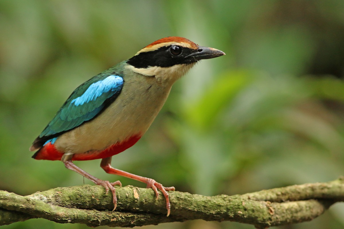 Fairy Pitta - ML643604789