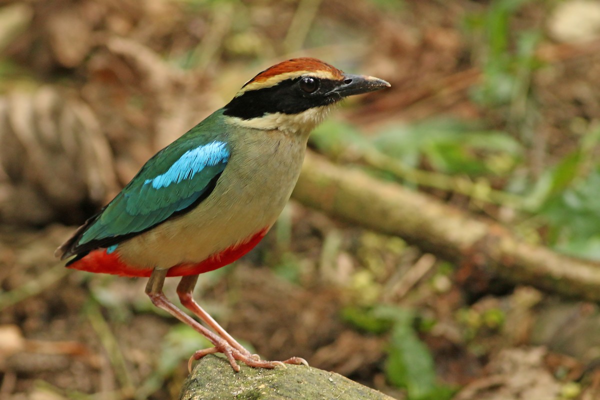 Fairy Pitta - ML643604790