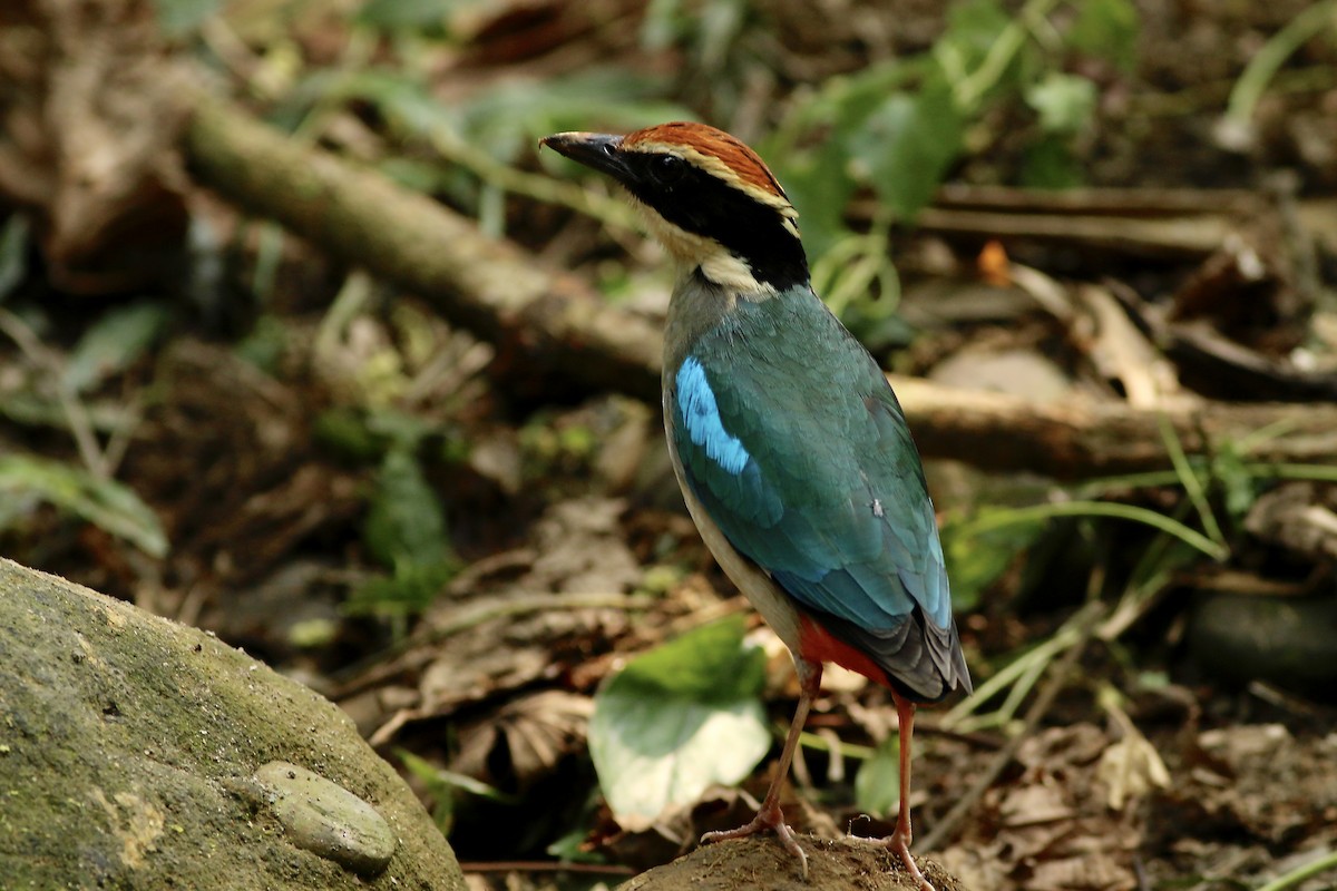 Fairy Pitta - ML643604791