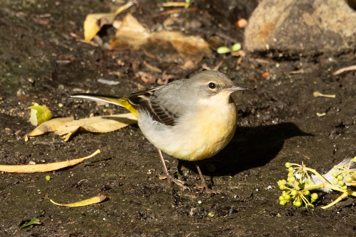 Gray Wagtail - ML643604793
