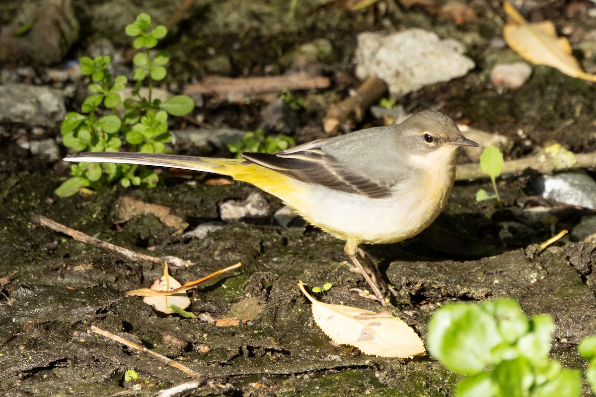 Gray Wagtail - ML643604794