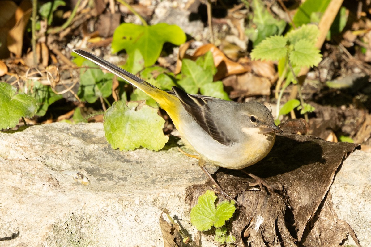 Gray Wagtail - ML643604795
