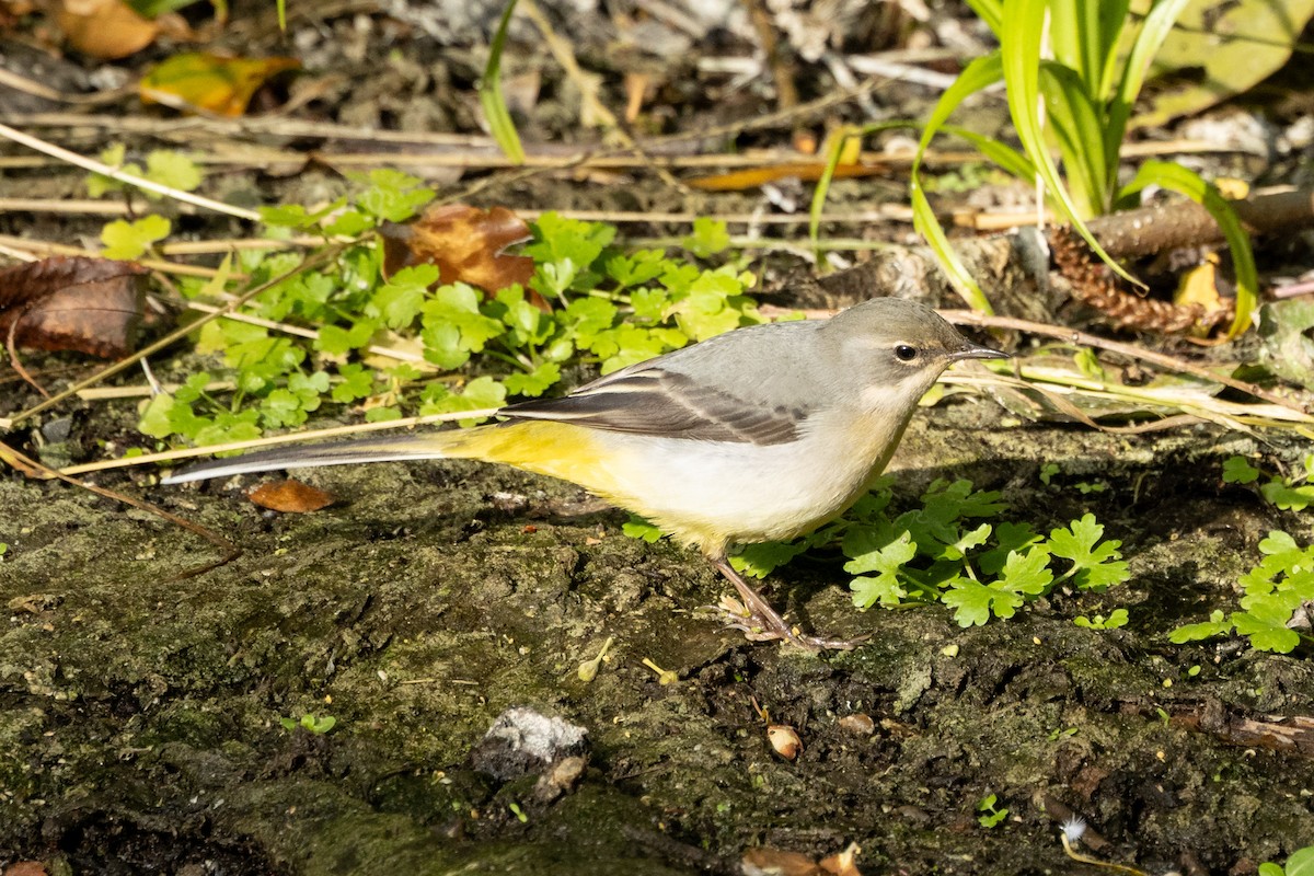 Gray Wagtail - ML643604796