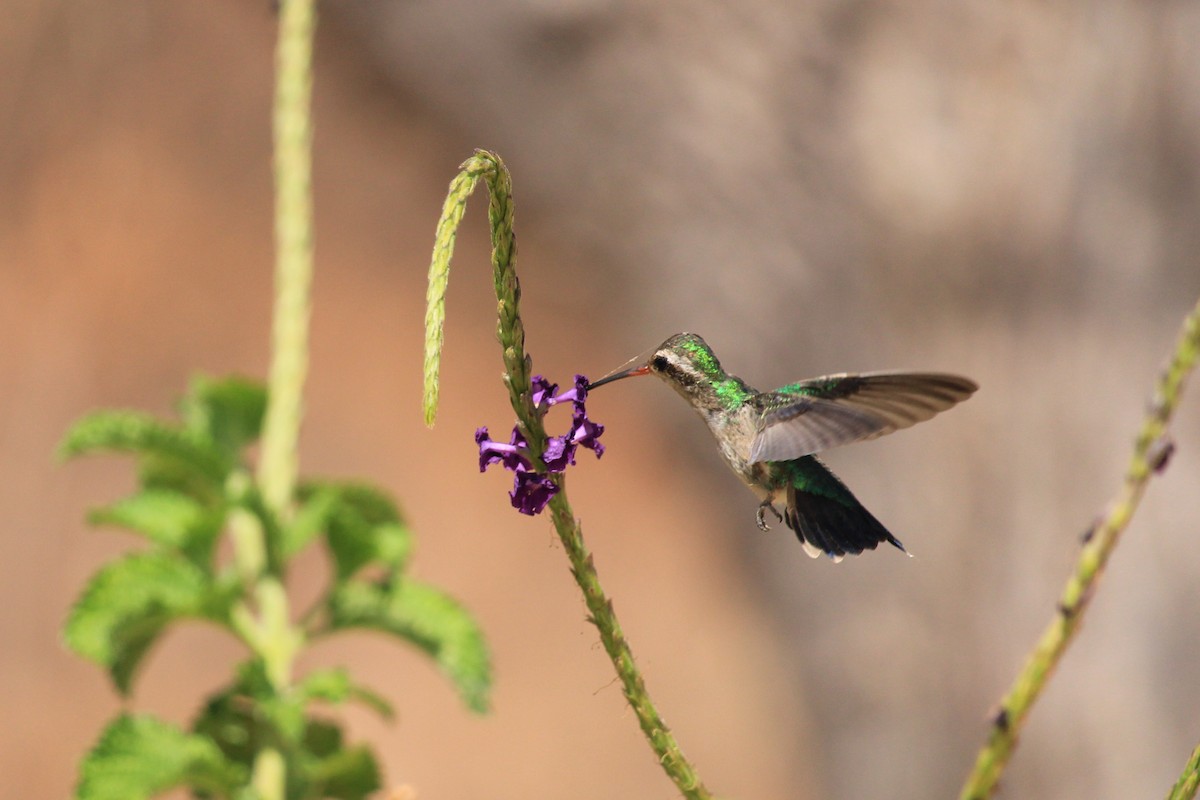 Glittering-bellied Emerald - ML643604797