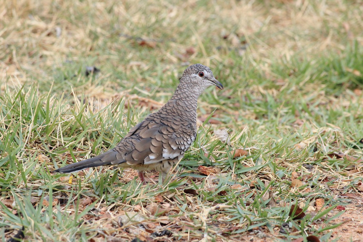 Scaled Dove - ML643604806
