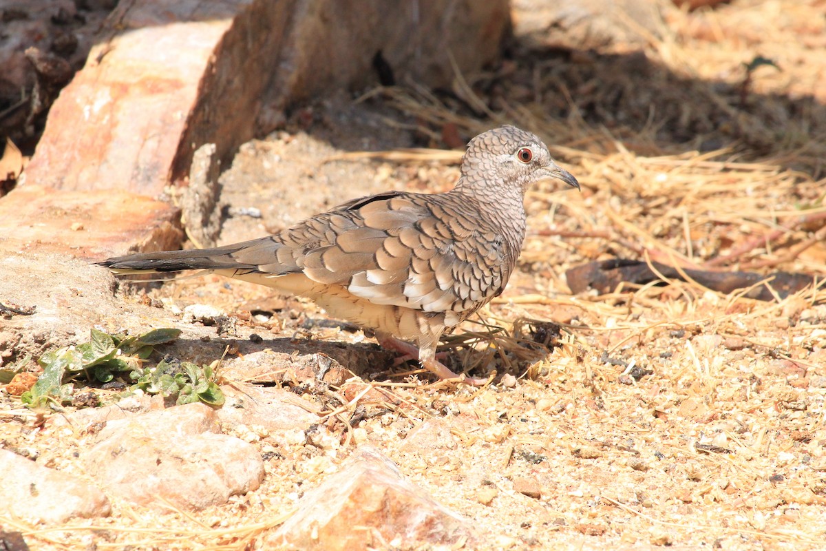 Scaled Dove - ML643604807