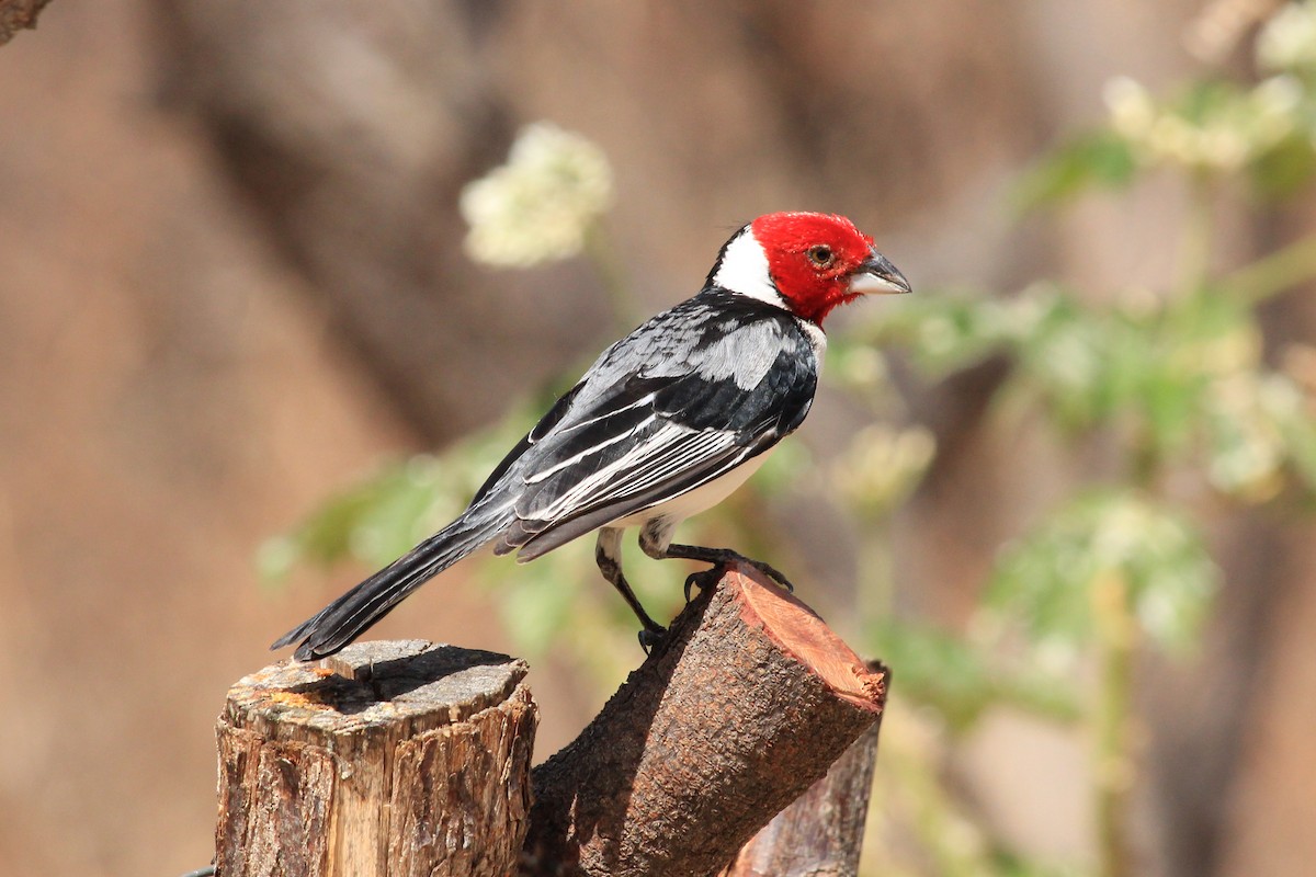 Red-cowled Cardinal - ML643604813