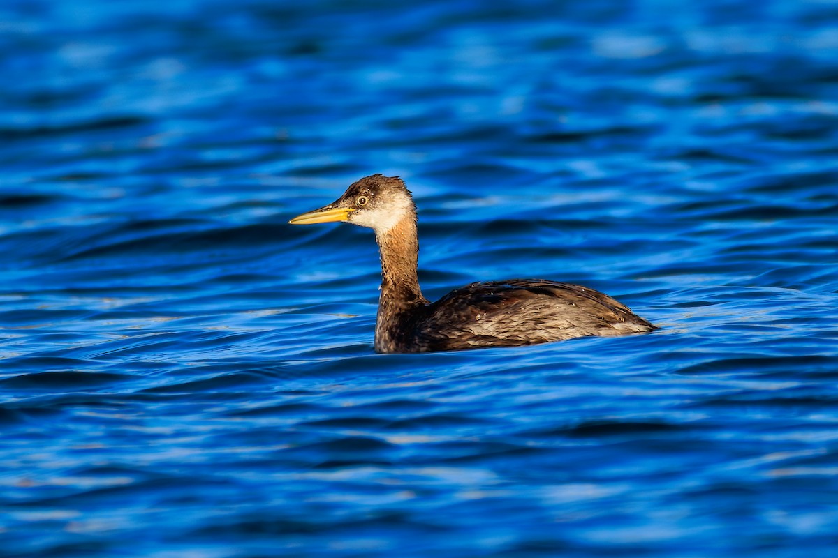 Red-necked Grebe - ML643604814